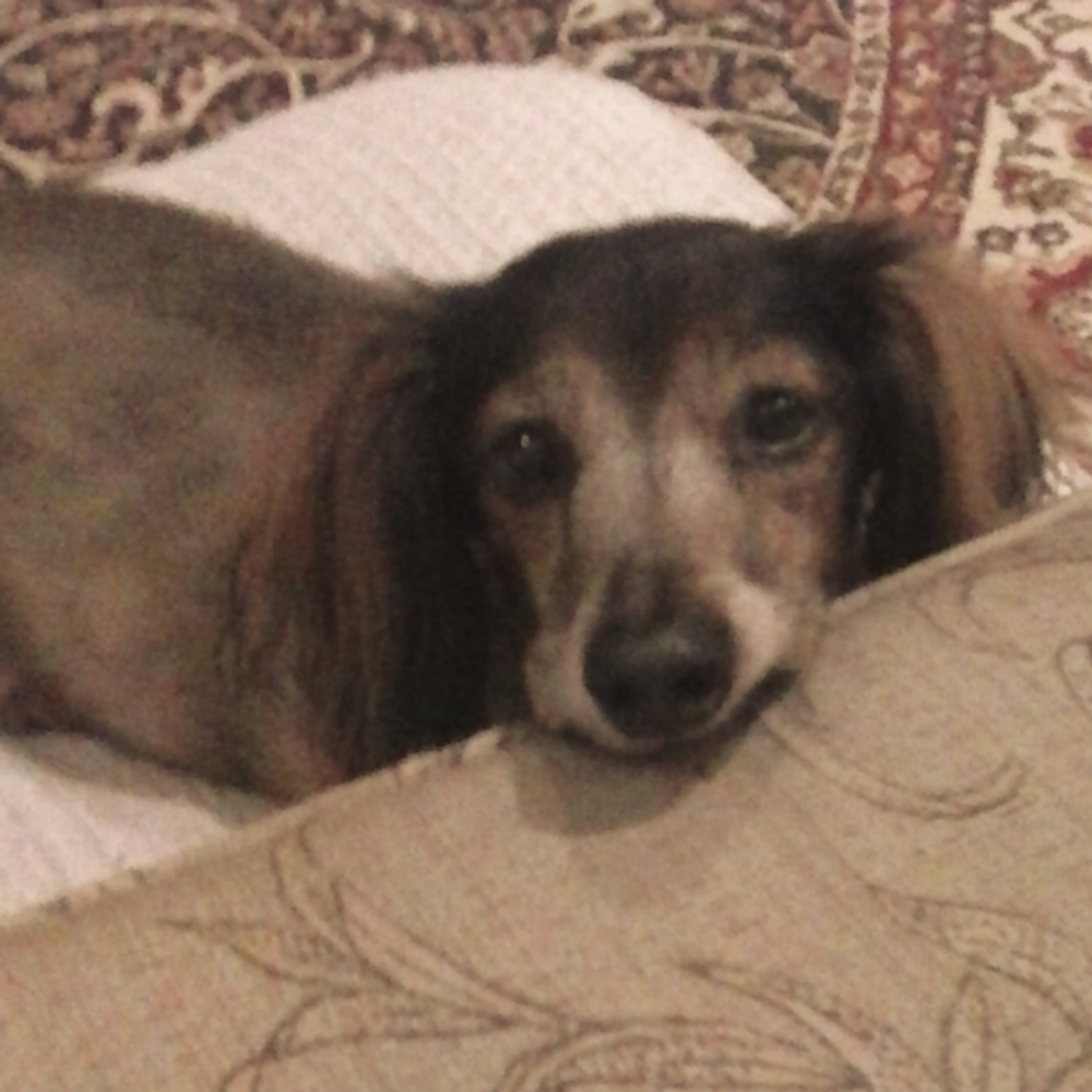 Meet your Posher, Pamela